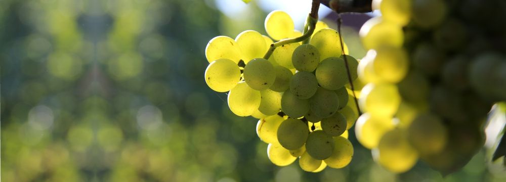 Weingut Borntaler Hof - reife Weißwein Trauben